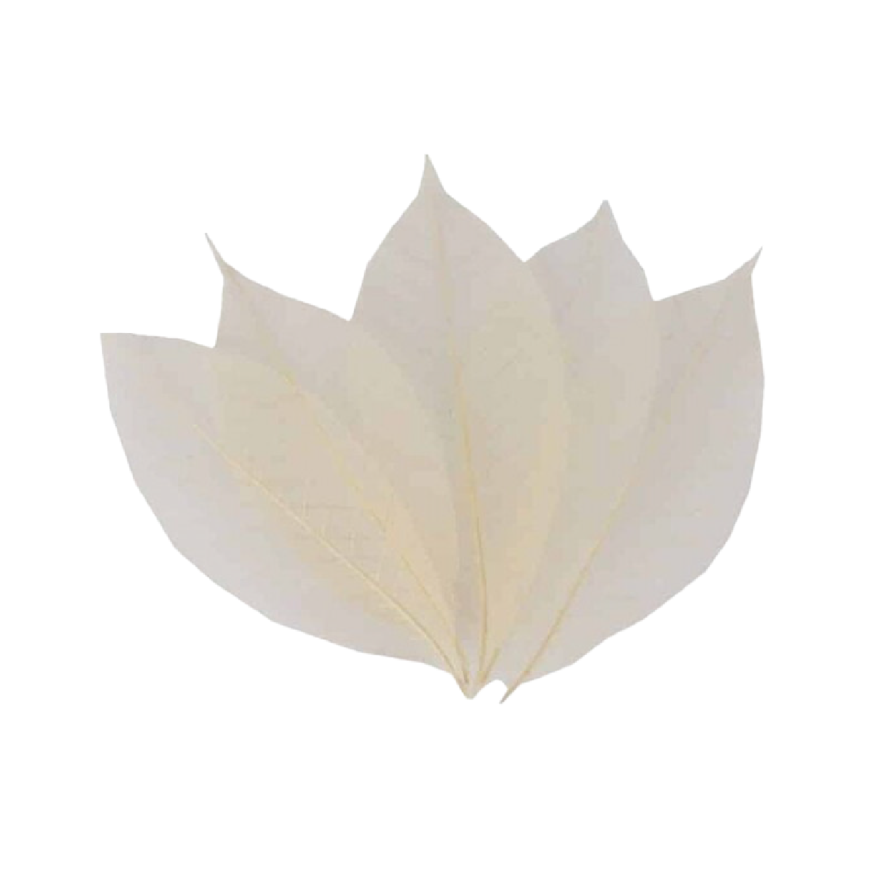 Листя скелетоване біле 50шт