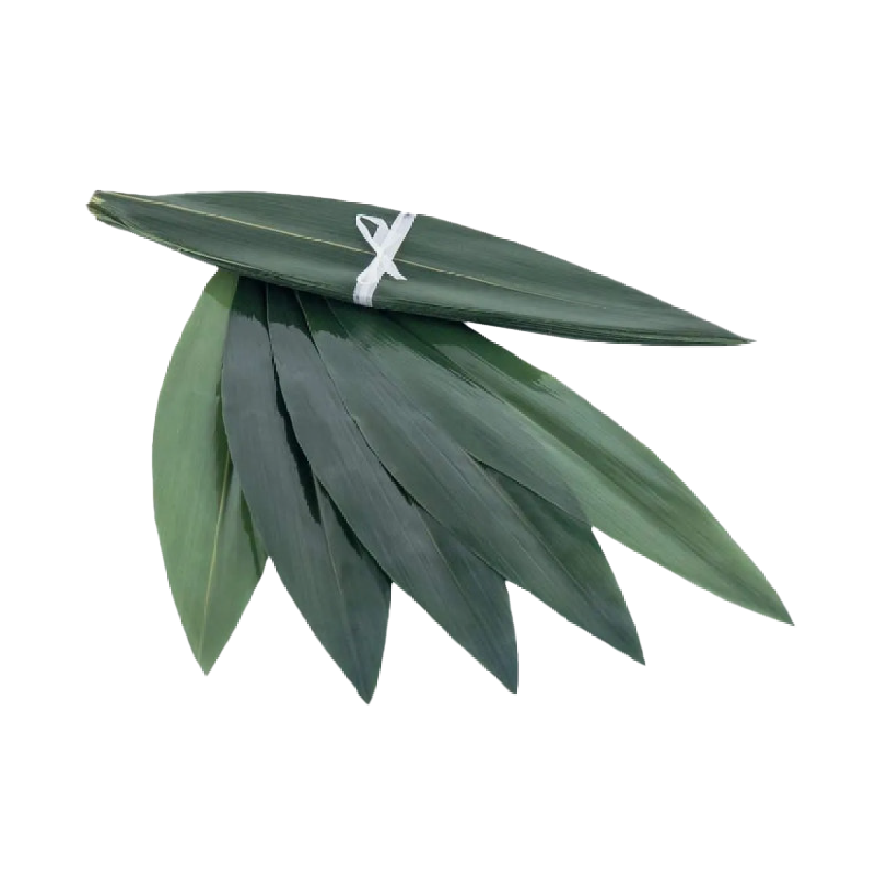 Листя бамбуку 100 шт