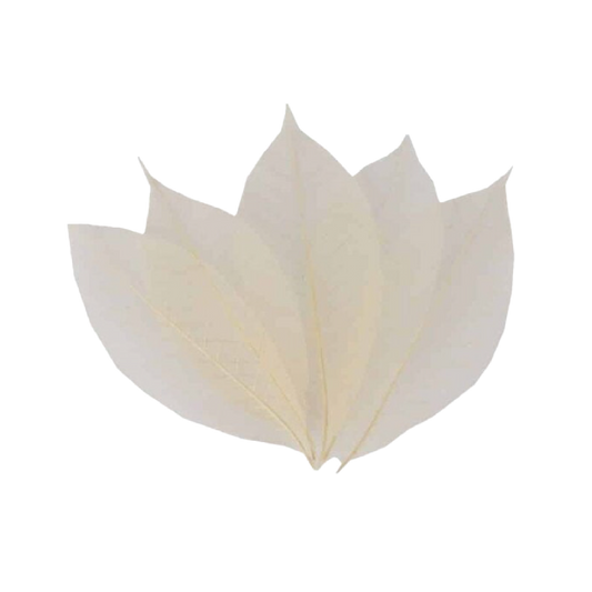 Листя скелетоване біле 50шт